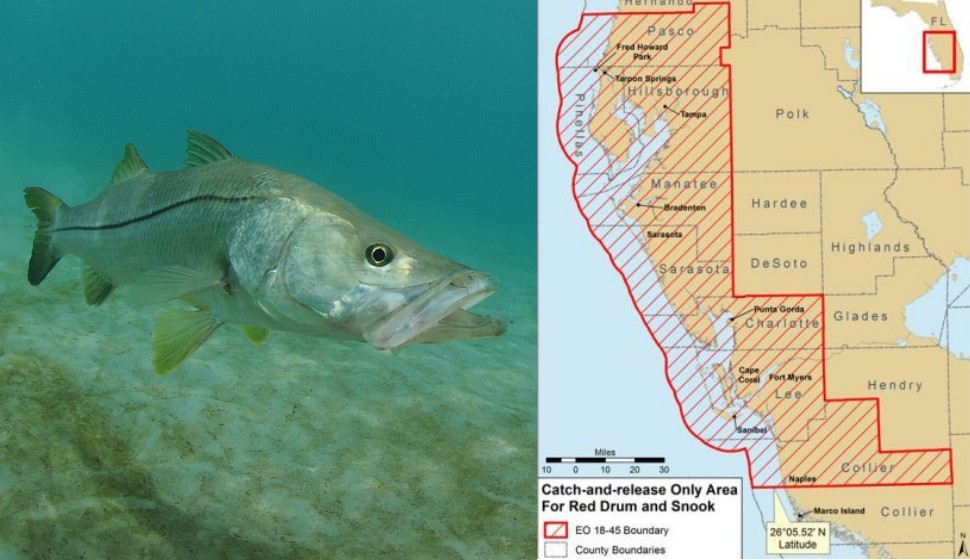 Snook