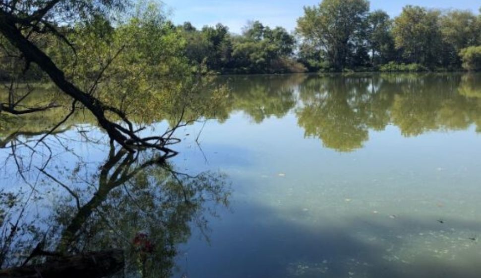 Toxic Algae