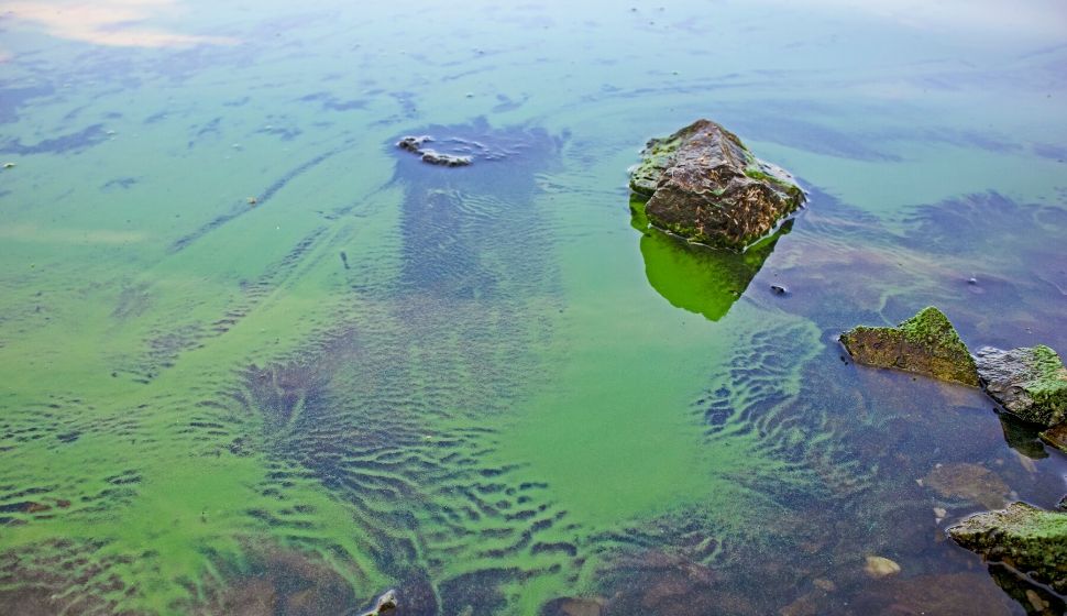 Blue-green algae