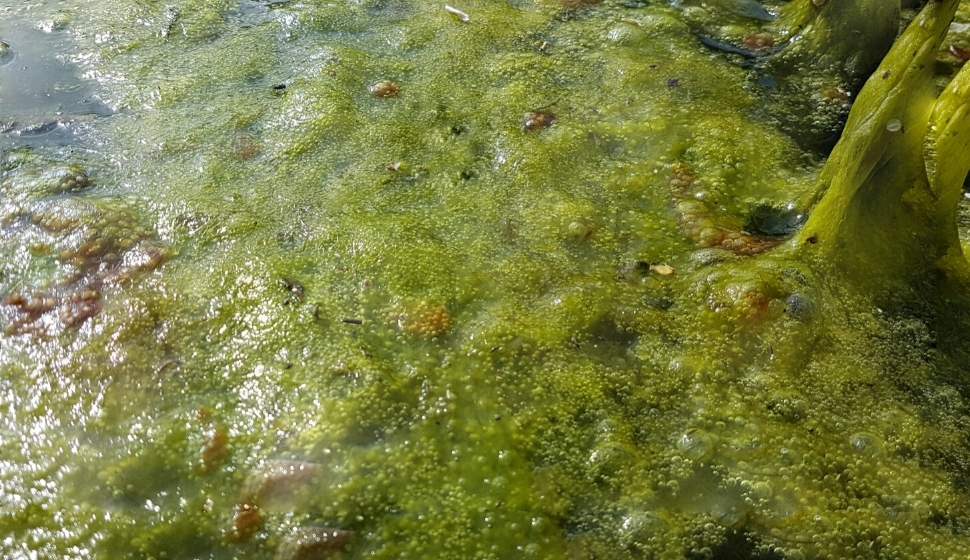 Cladophora