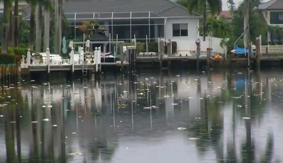 Marco Island Red Tide