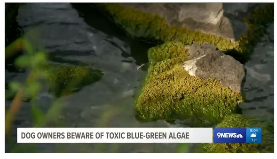 Bleu Green Algae