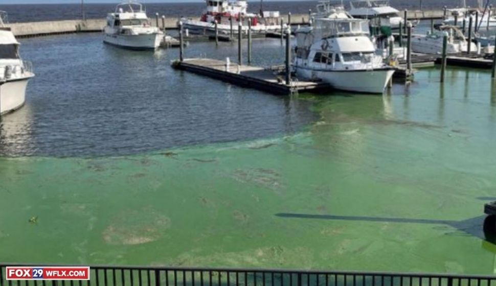 Toxic Algae