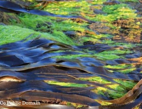 Nearly two-thirds of Florida’s Lake Okeechobee is covered with blue-green algae!
