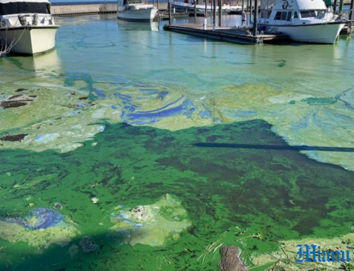 Lake Okeechobee algae bloom threatens coasts again!